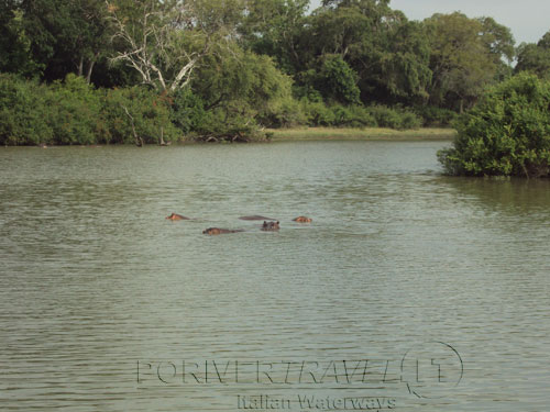 Tanzania ippopotami nel fiume durante un safari ne